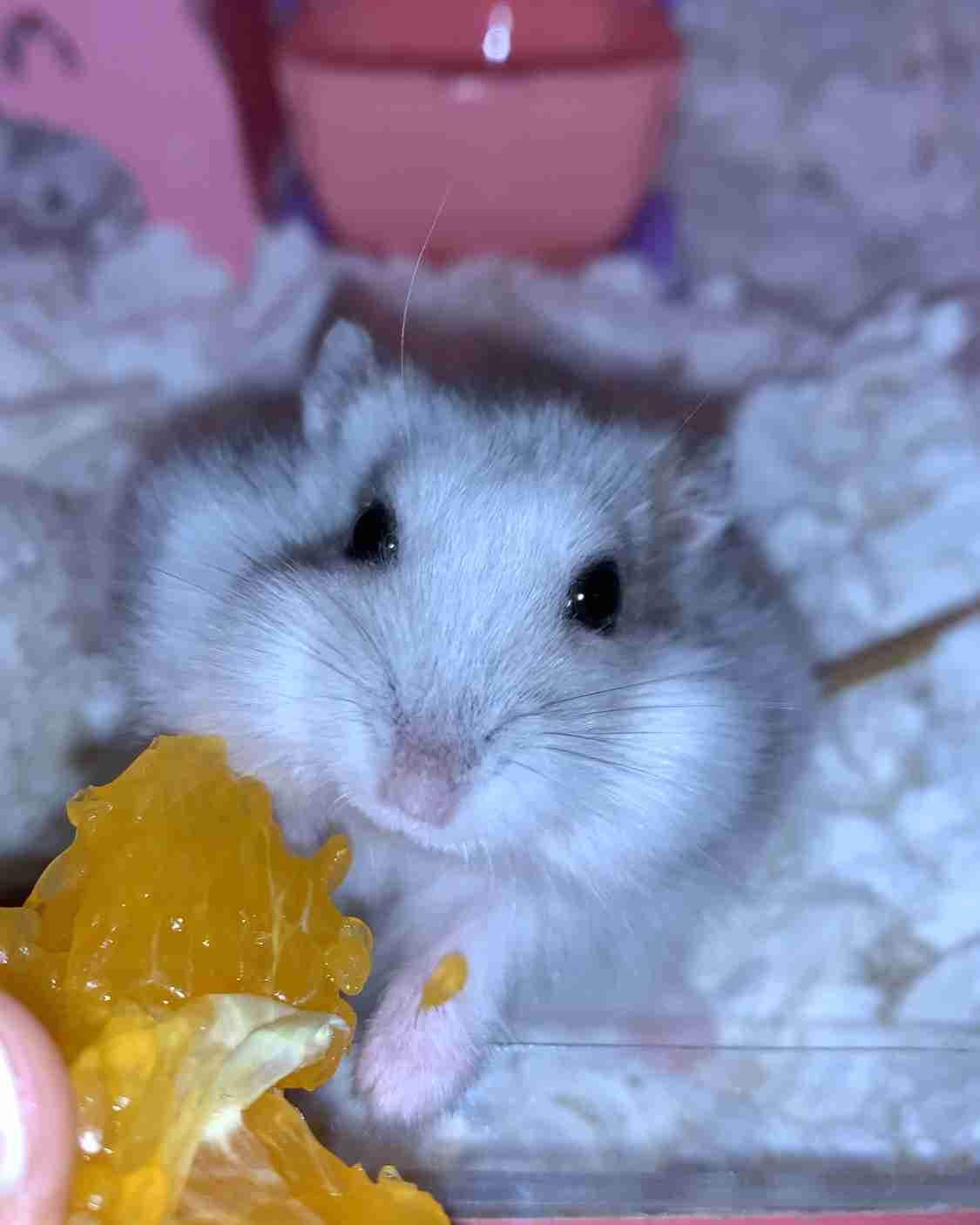 ハムスター好きな人！