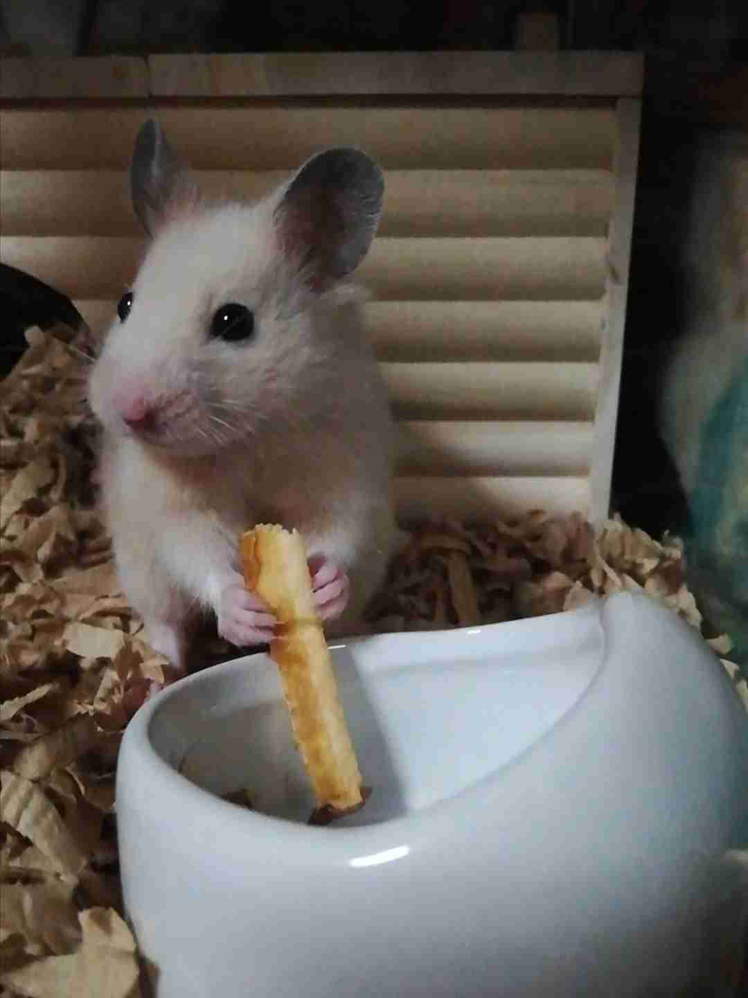 ハムスター好きな人！