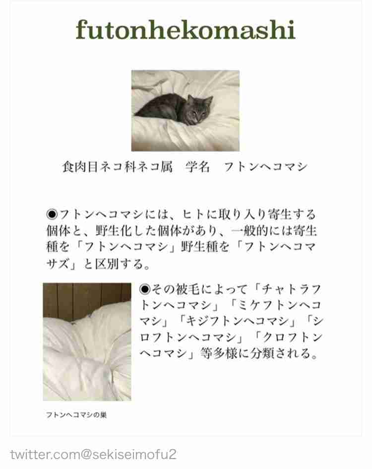 一番最近保存した画像