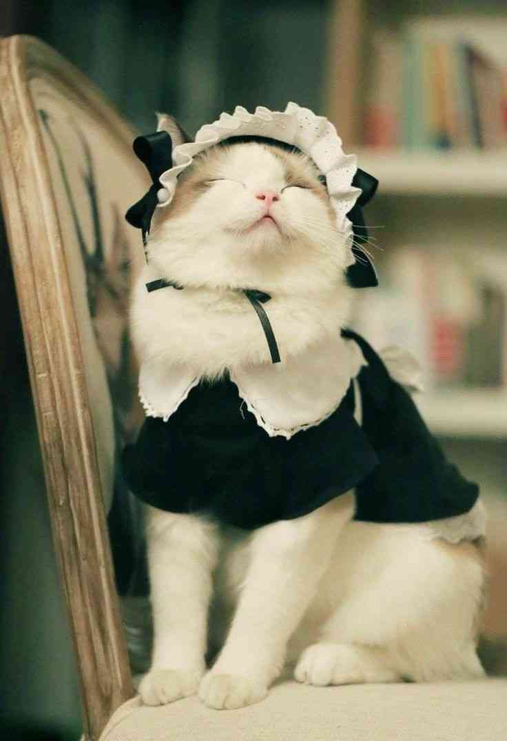 一番最近保存した画像