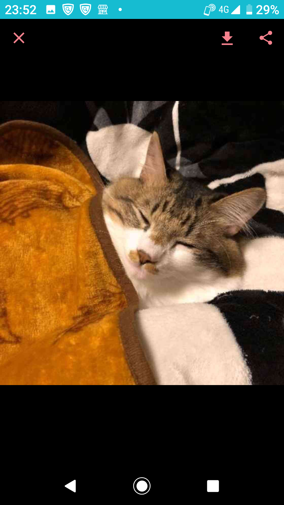 一番最近保存した画像