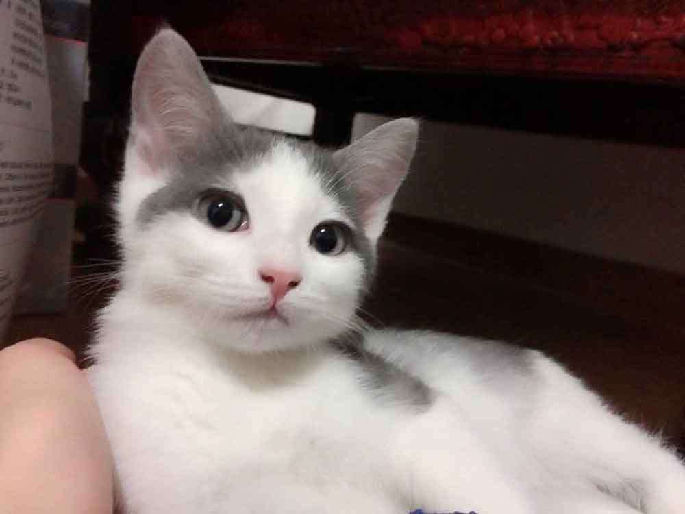 一番最近保存した画像