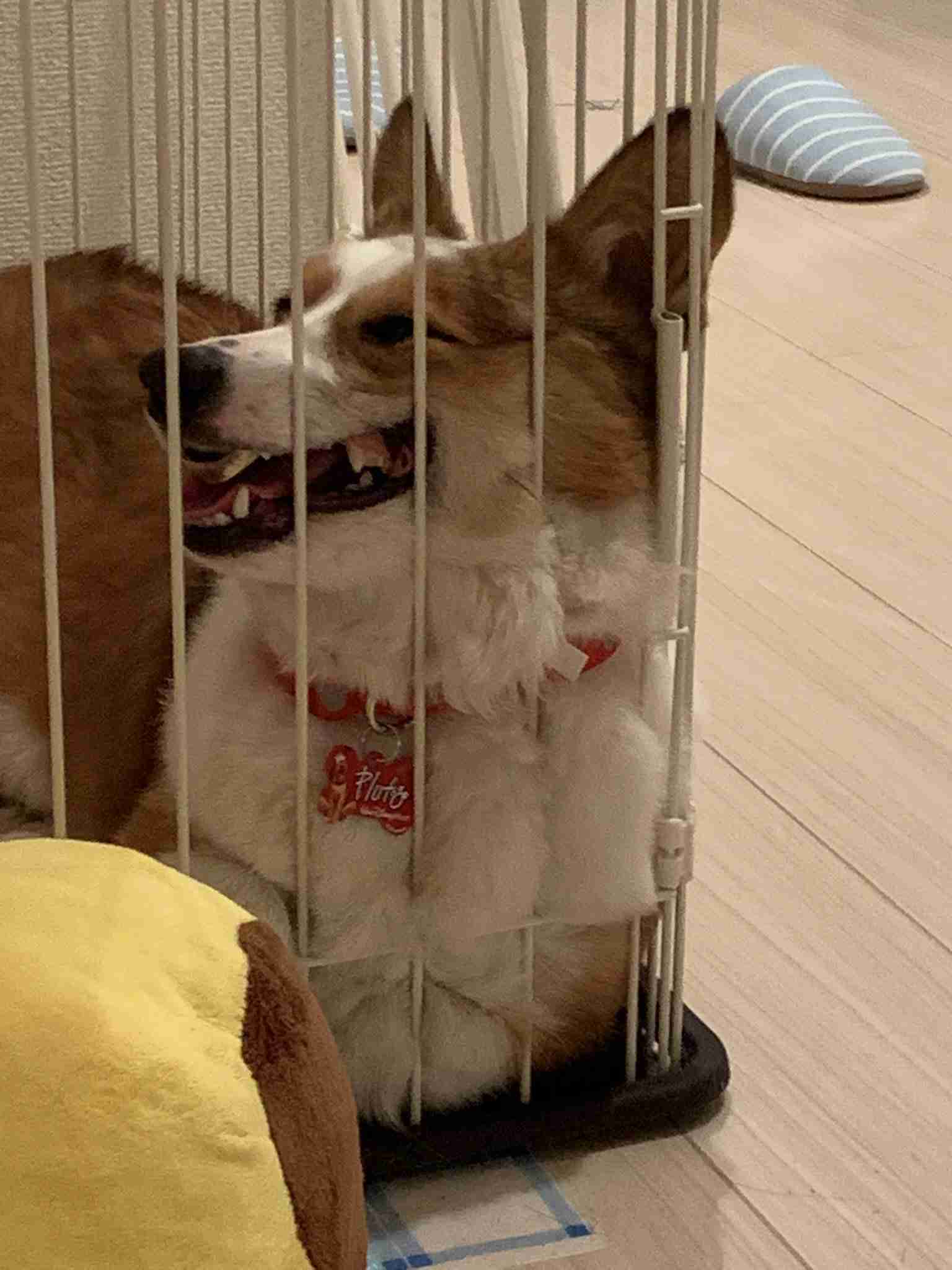 一番最近保存した画像