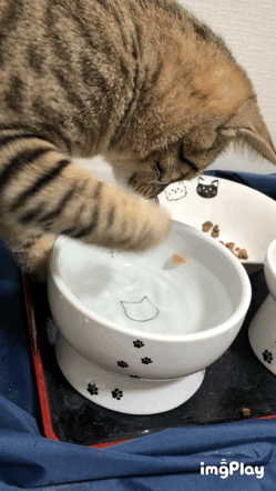 今までそれ、飲んでたんだが…　爽やかな朝を迎えようとする猫飼いが知ってしまったショックな事実