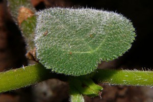 【庭】植えてはいけない【植物】Part2