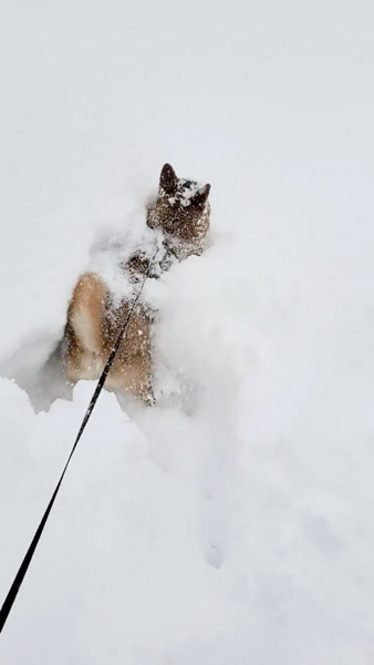 【雪】情報共有