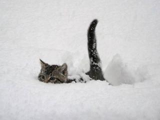 【雪】情報共有