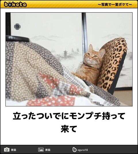 掃除のためにこたつ布団を上げてたら『こたつを早くもとに戻せの会』が結成されてた「非猫道的な扱いに抗議」