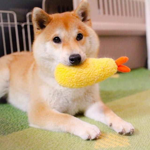 海老フライの尾は食べる?食べない?