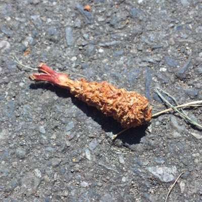 海老フライの尾は食べる?食べない?
