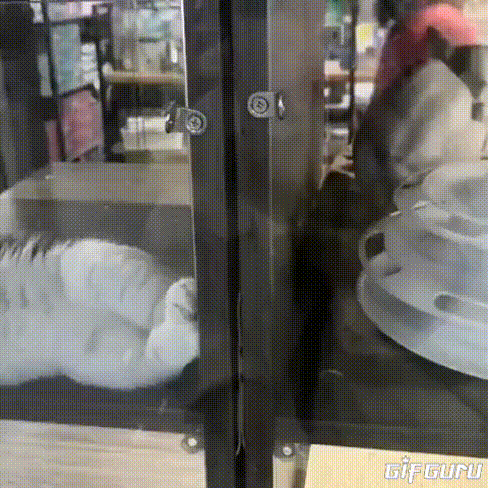 2022年2月22日はスーパー猫の日