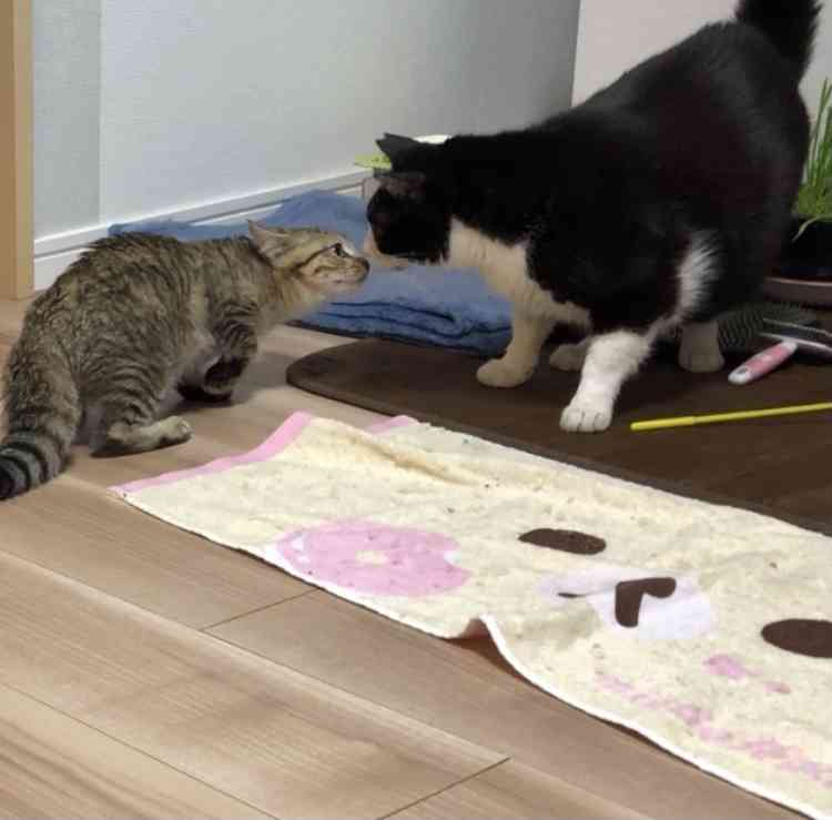 2022年2月22日はスーパー猫の日