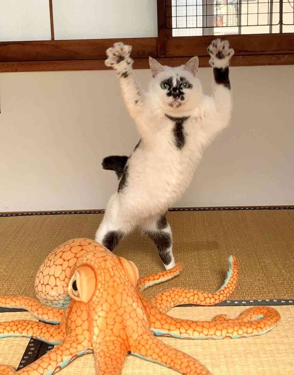 2022年2月22日はスーパー猫の日