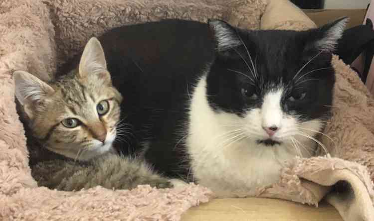 2022年2月22日はスーパー猫の日