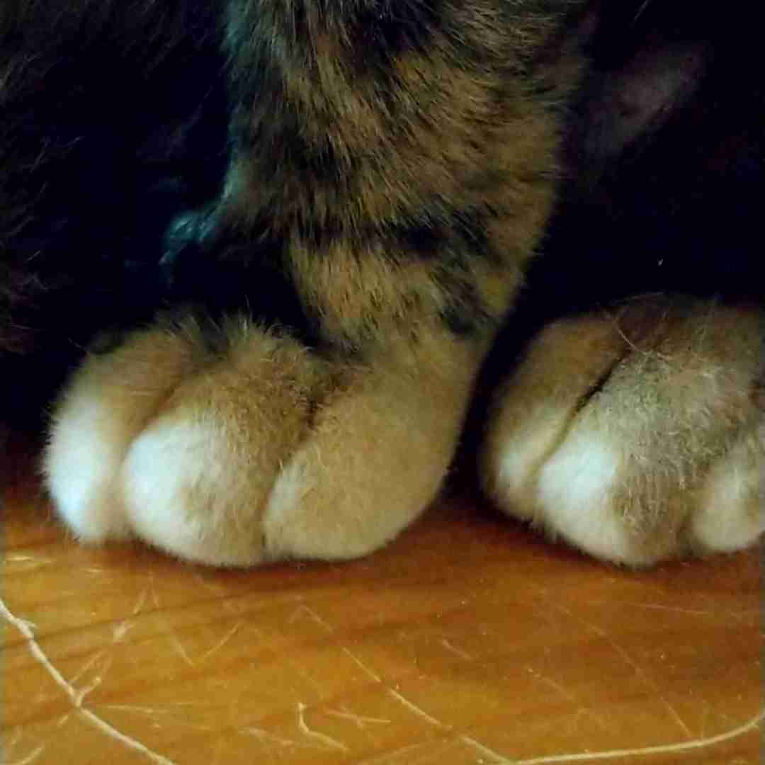 2022年2月22日はスーパー猫の日