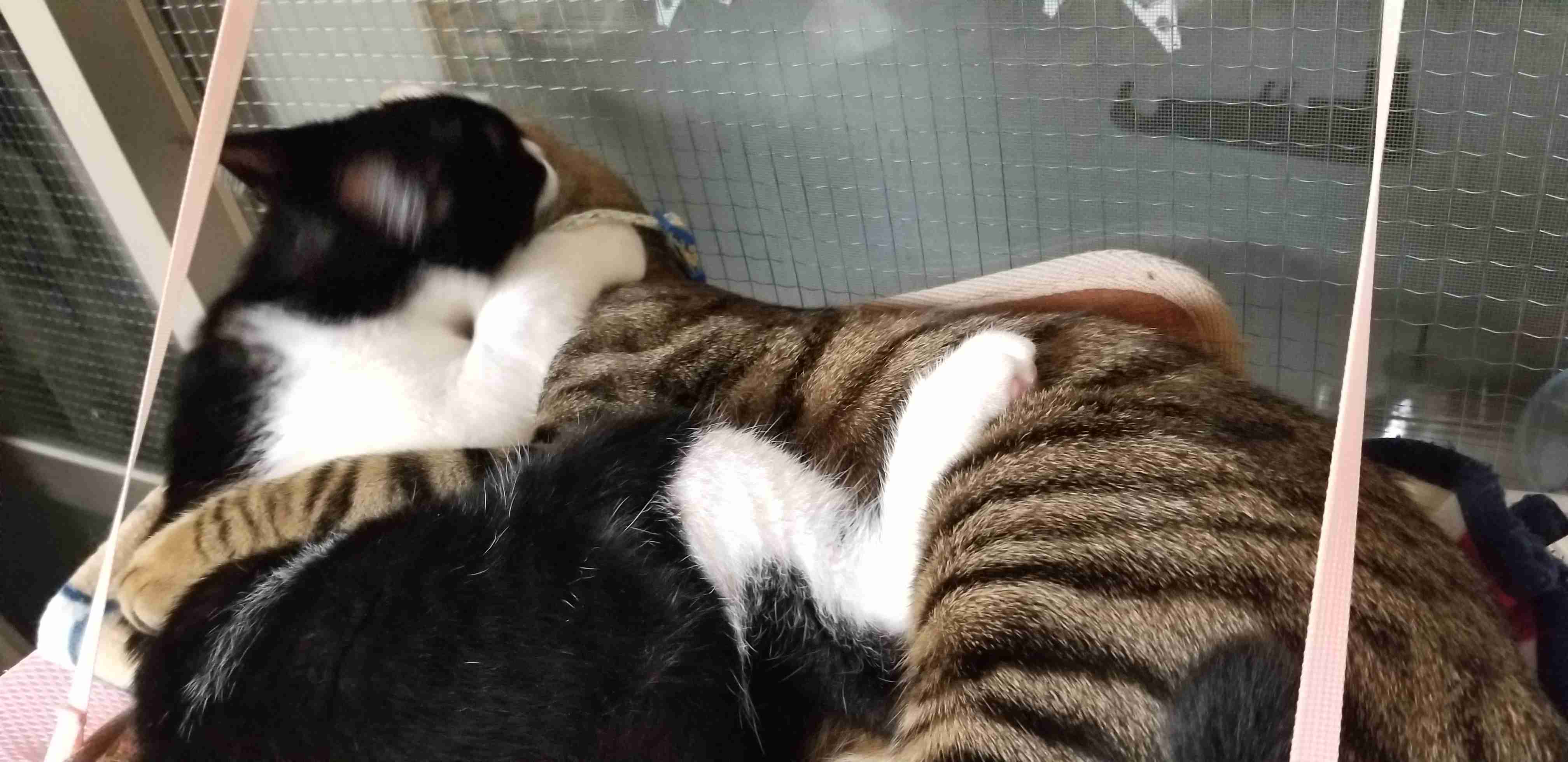 2022年2月22日はスーパー猫の日