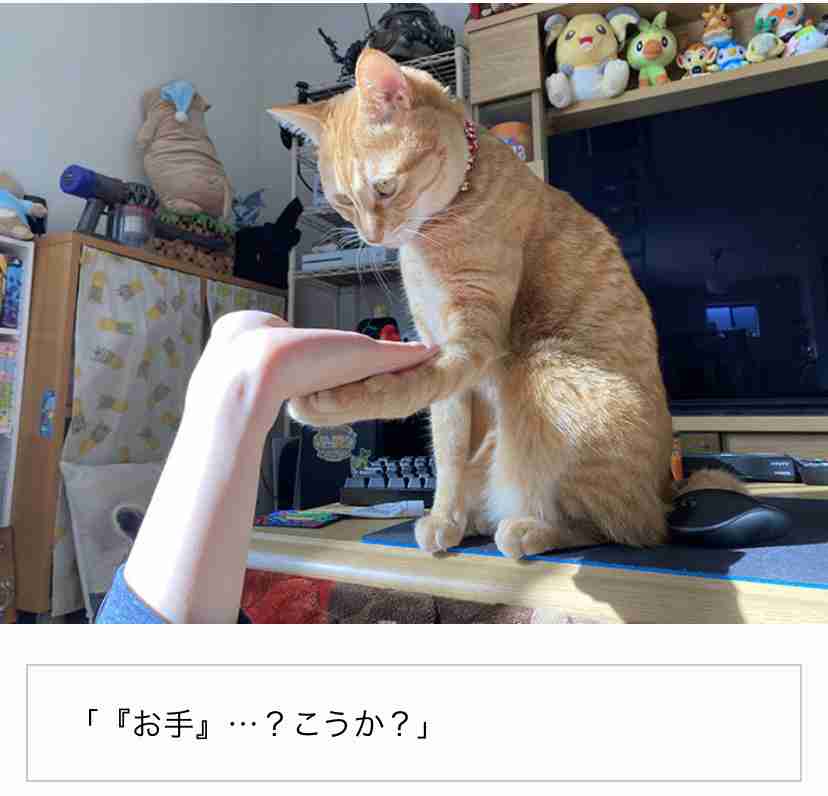 2022年2月22日はスーパー猫の日