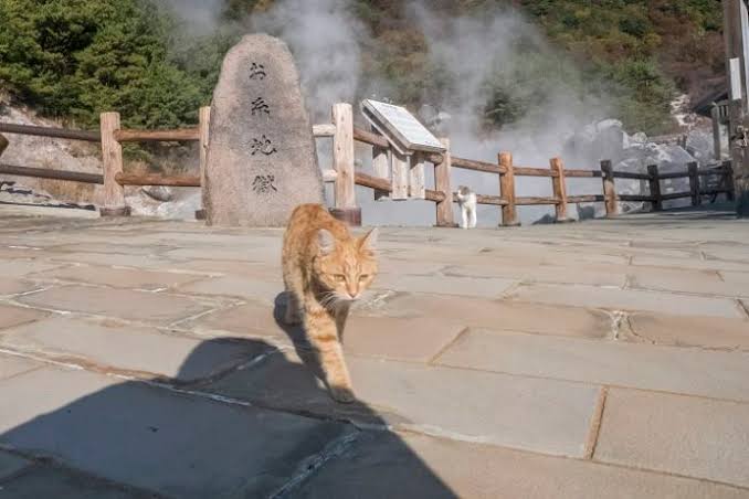 2022年2月22日はスーパー猫の日