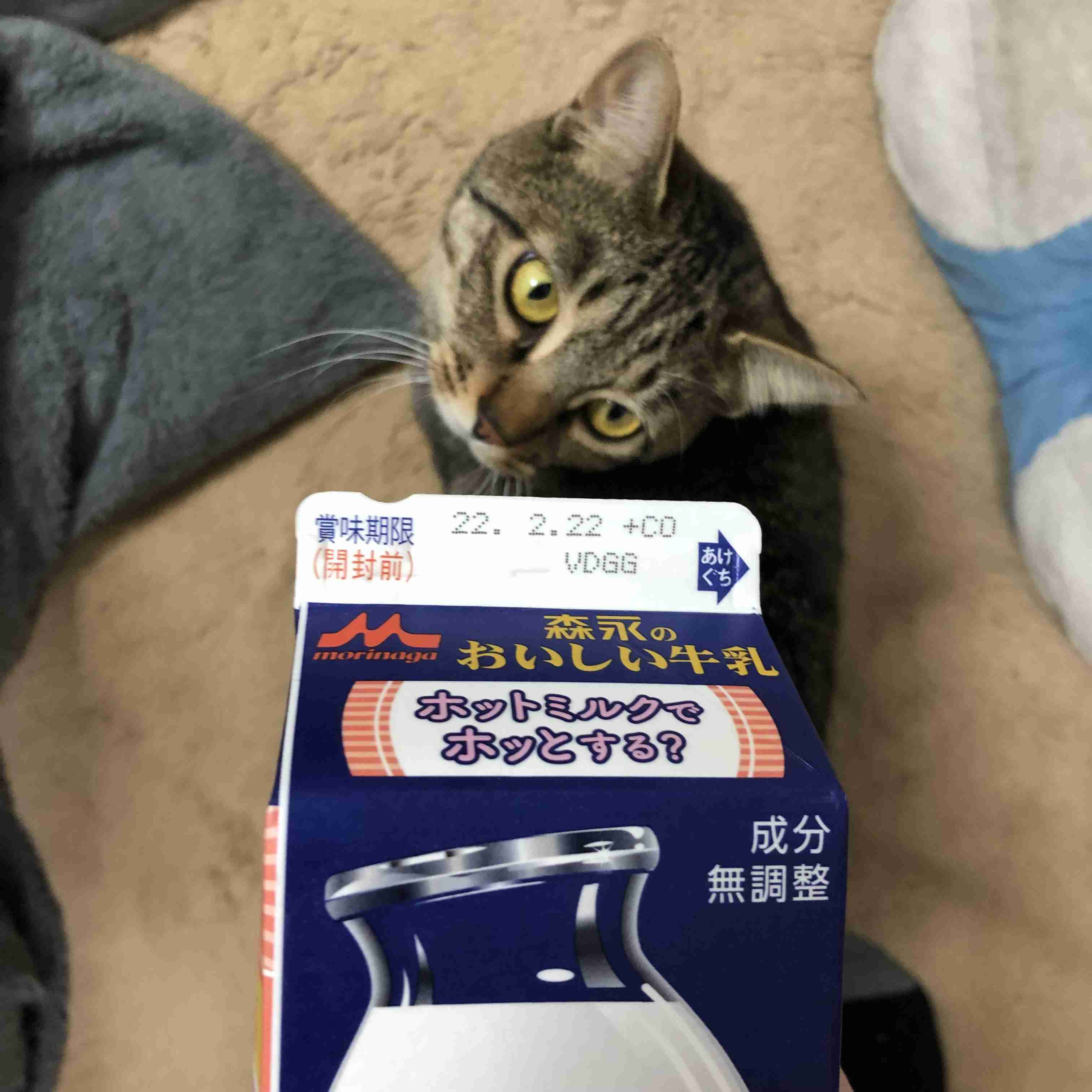 2022年2月22日はスーパー猫の日