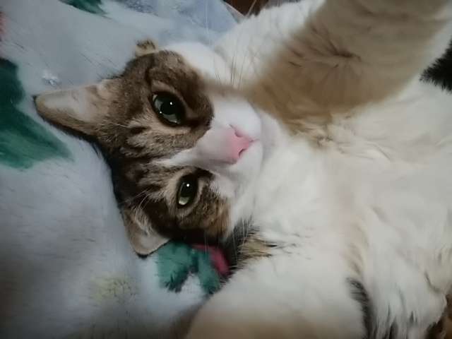 2022年2月22日はスーパー猫の日