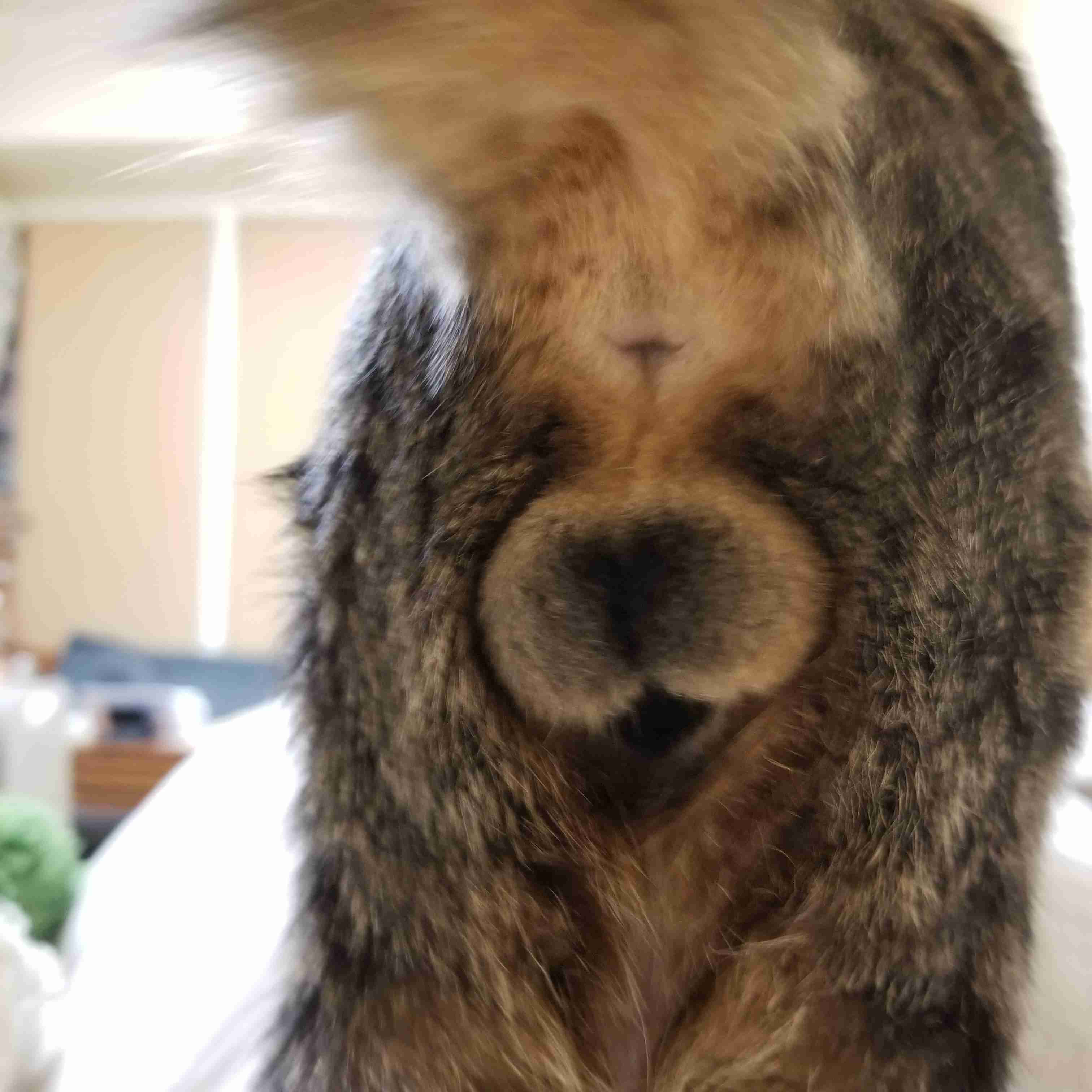 2022年2月22日はスーパー猫の日