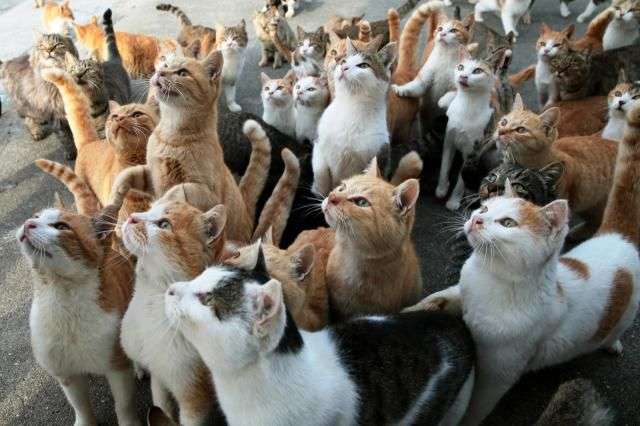 2022年2月22日はスーパー猫の日