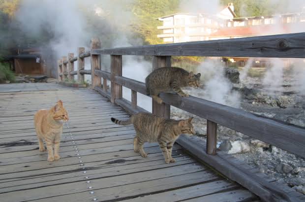 2022年2月22日はスーパー猫の日