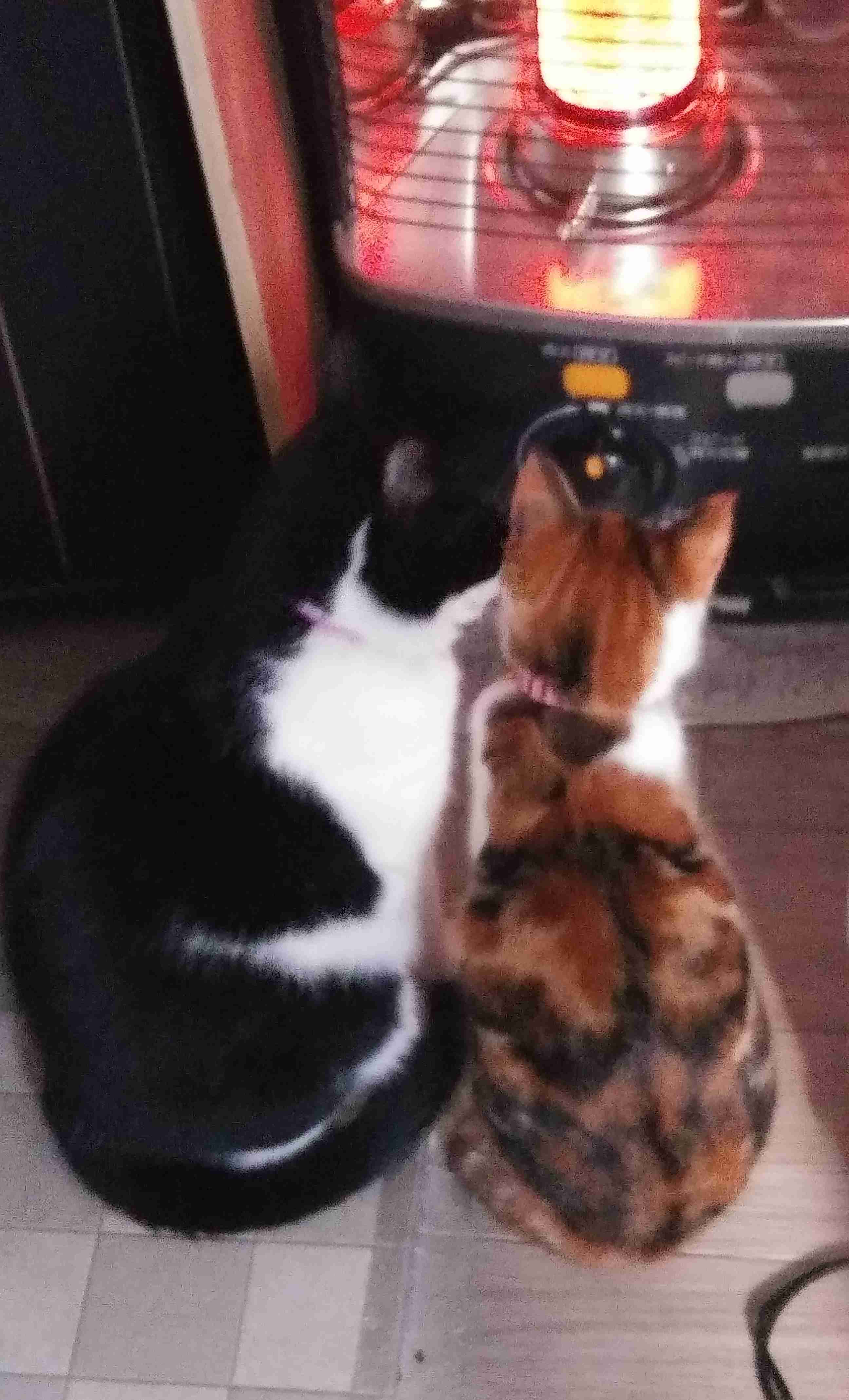 2022年2月22日はスーパー猫の日