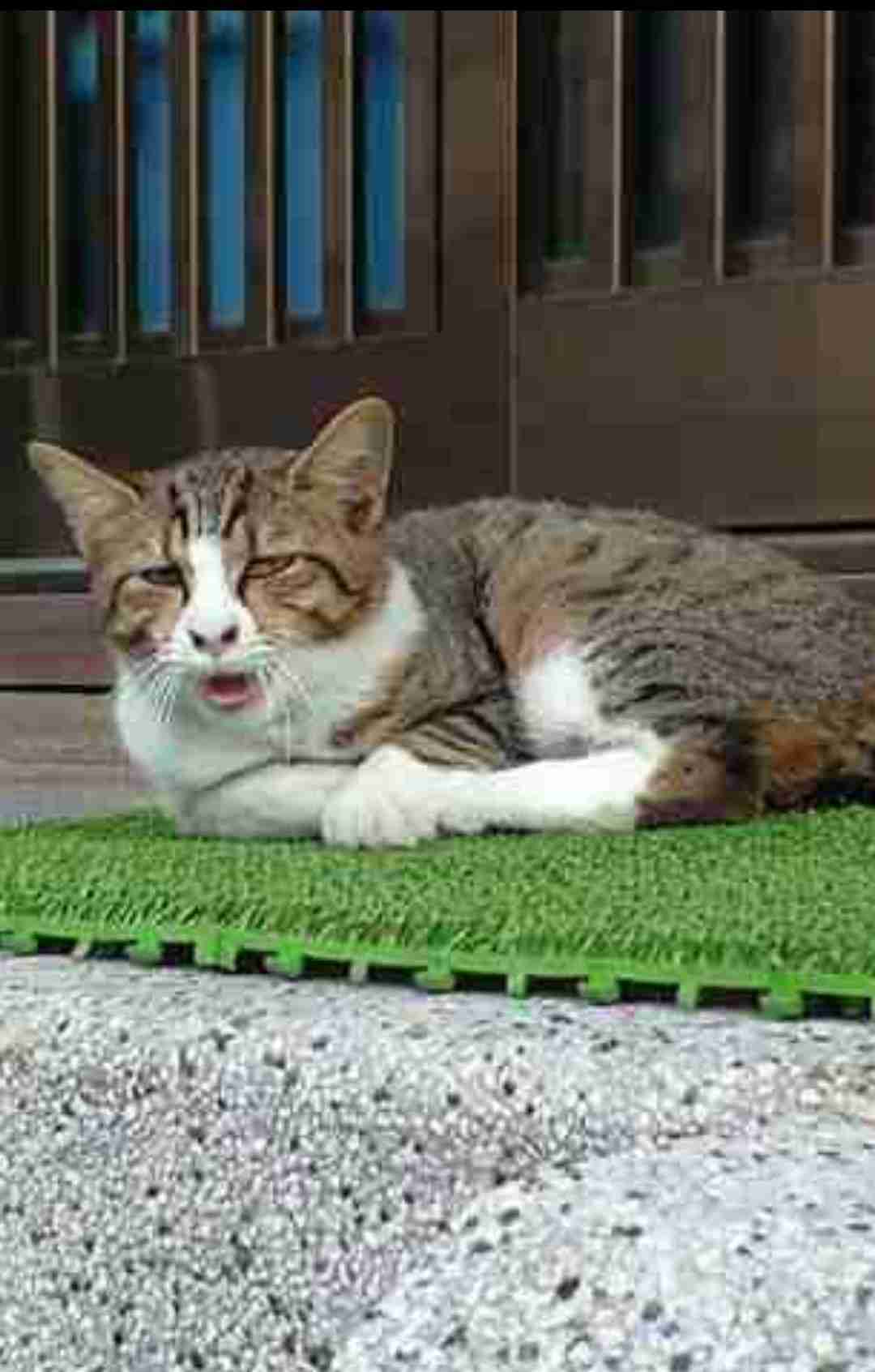 2022年2月22日はスーパー猫の日