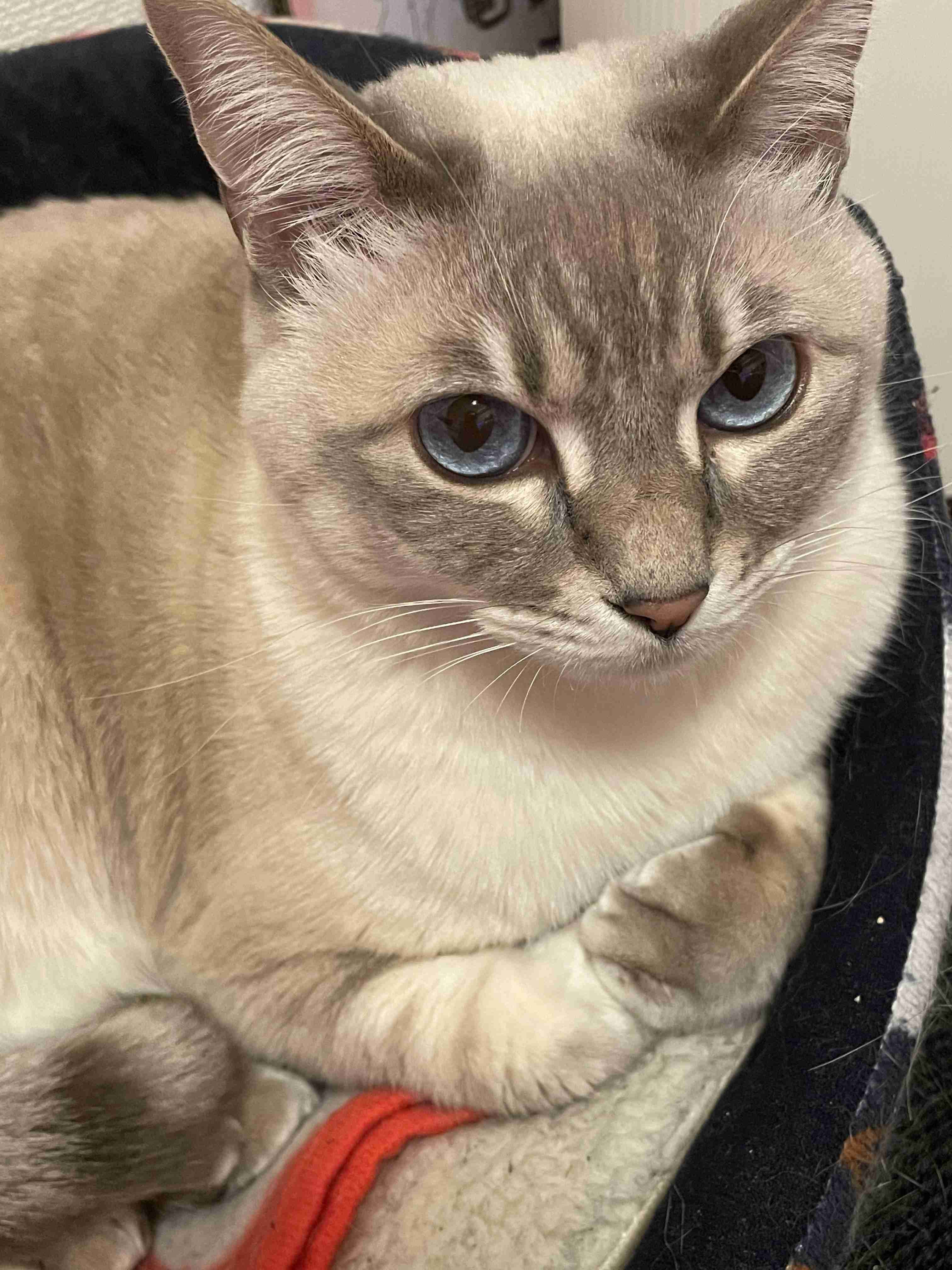 2022年2月22日はスーパー猫の日