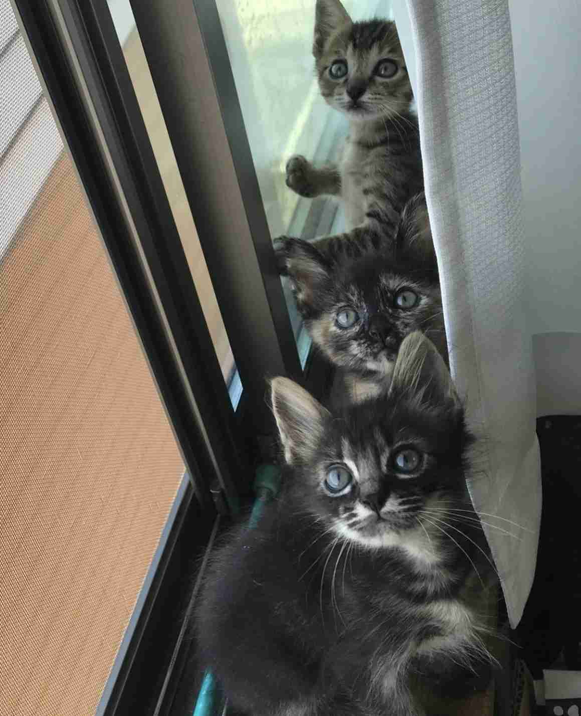 2022年2月22日はスーパー猫の日