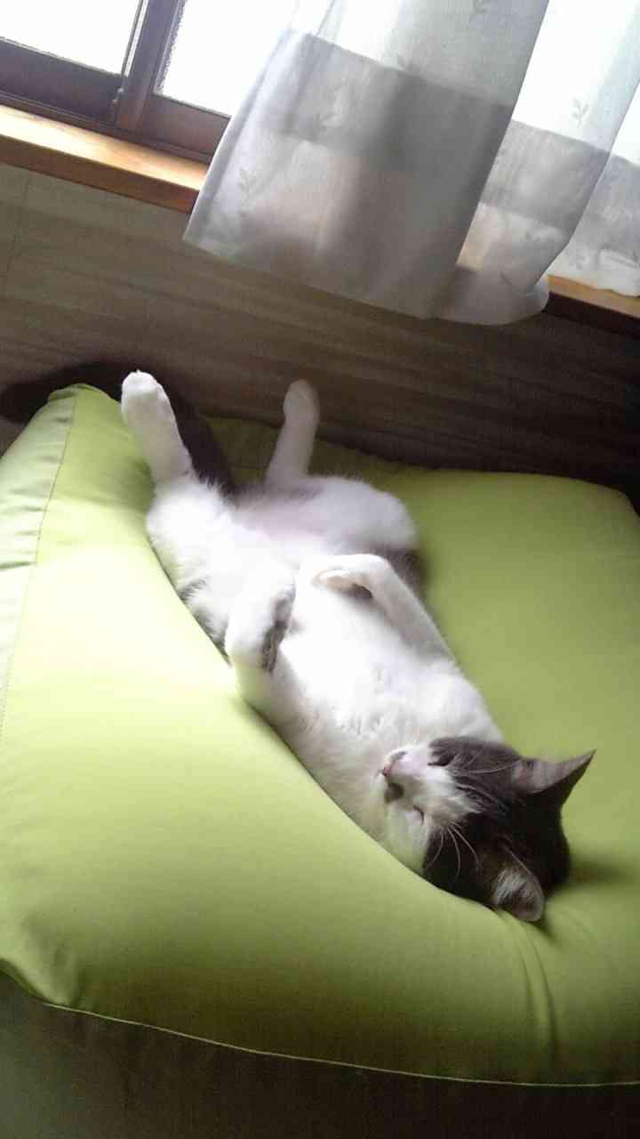 2022年2月22日はスーパー猫の日