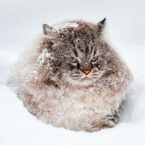 2022年2月22日はスーパー猫の日
