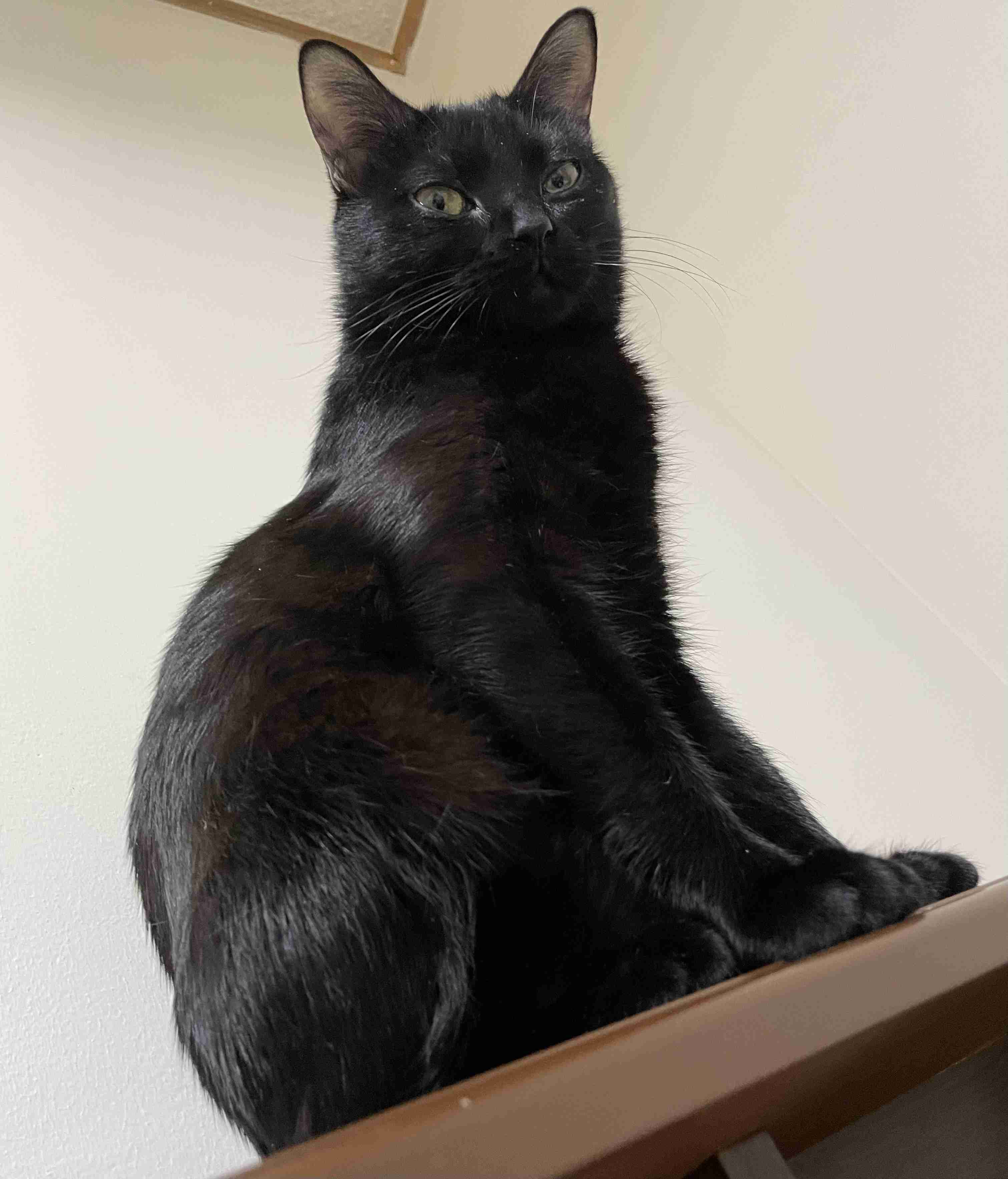 2022年2月22日はスーパー猫の日