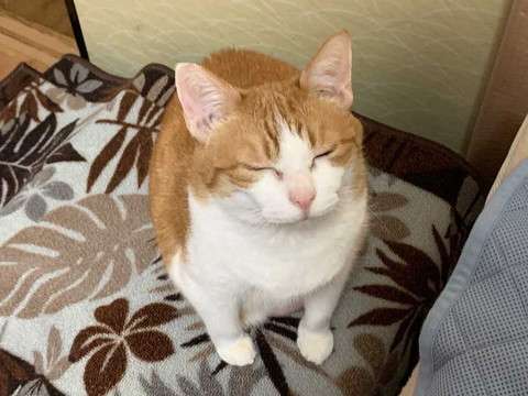 2022年2月22日はスーパー猫の日