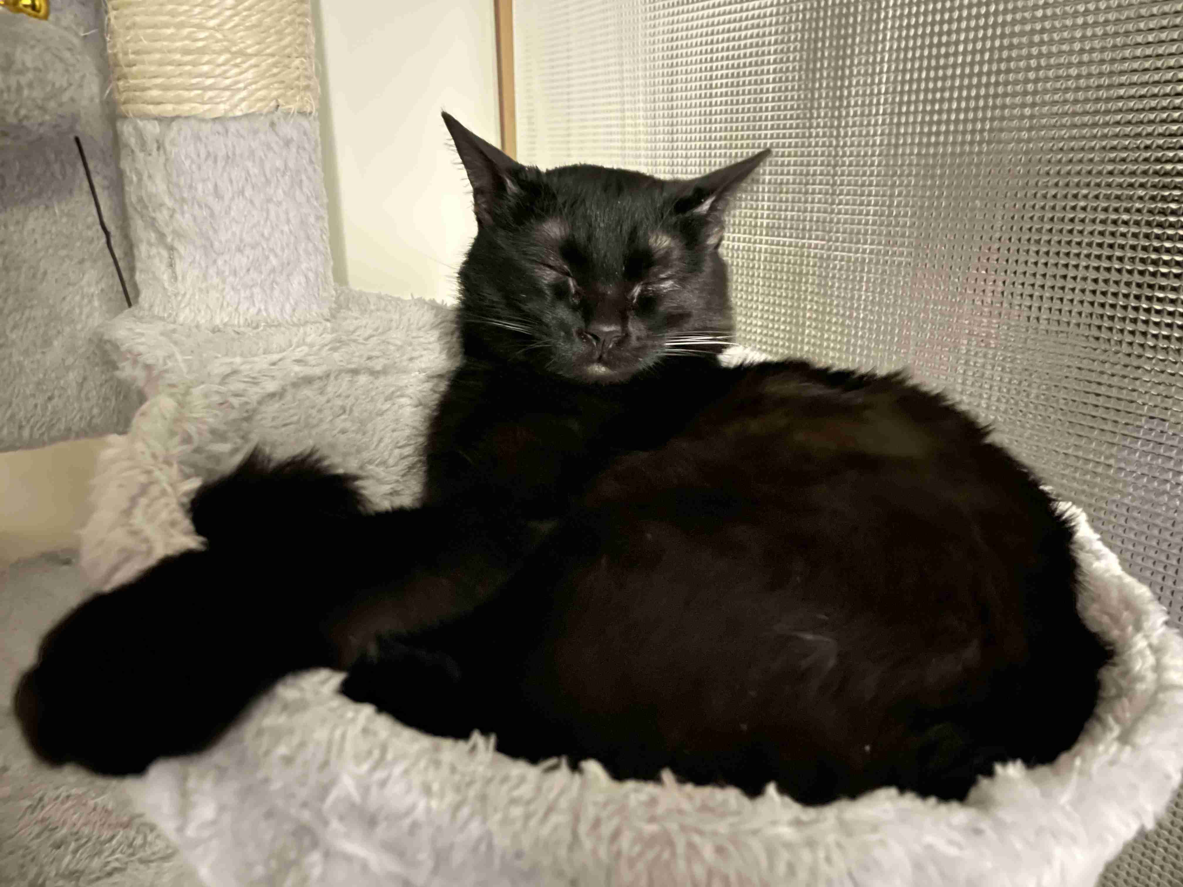 2022年2月22日はスーパー猫の日