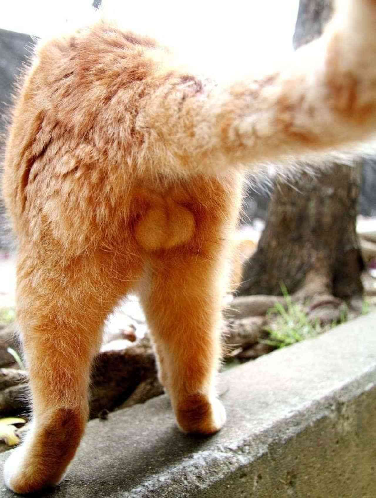 2022年2月22日はスーパー猫の日