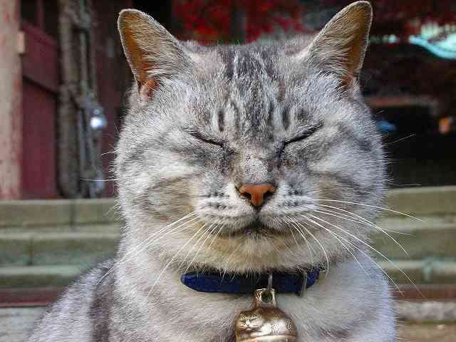 2022年2月22日はスーパー猫の日