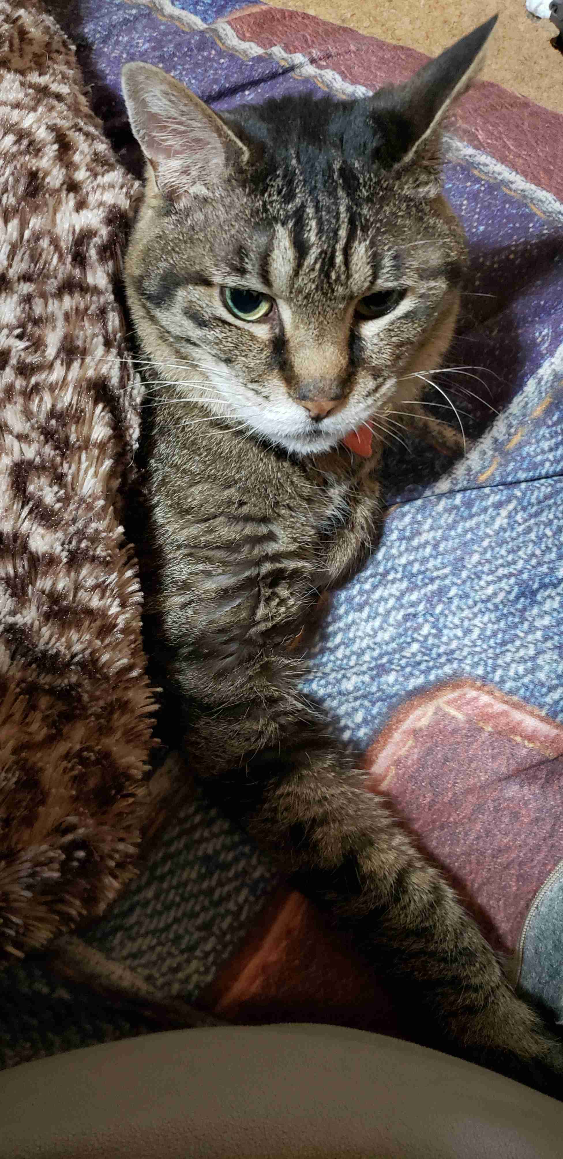 2022年2月22日はスーパー猫の日