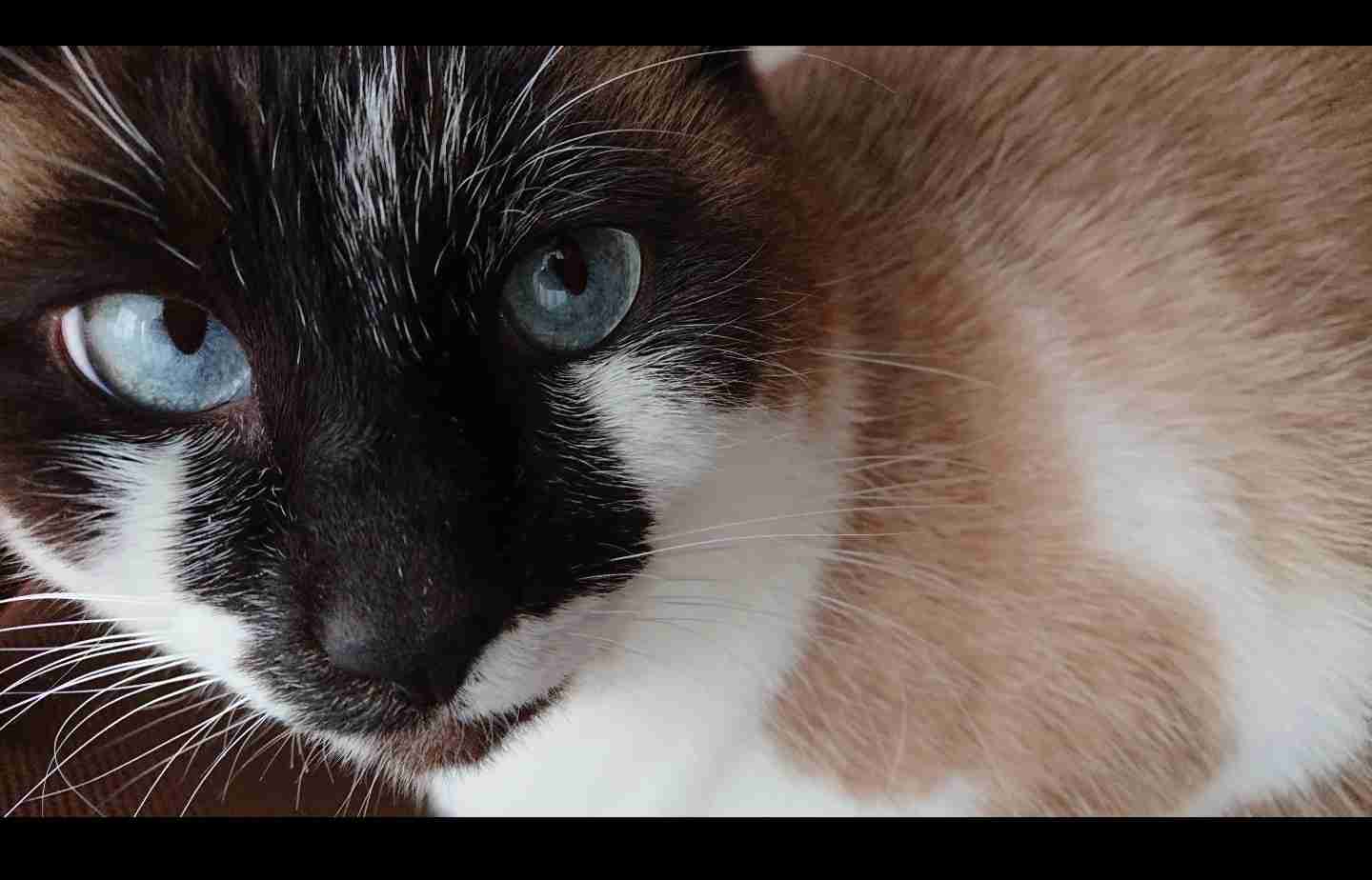 2022年2月22日はスーパー猫の日