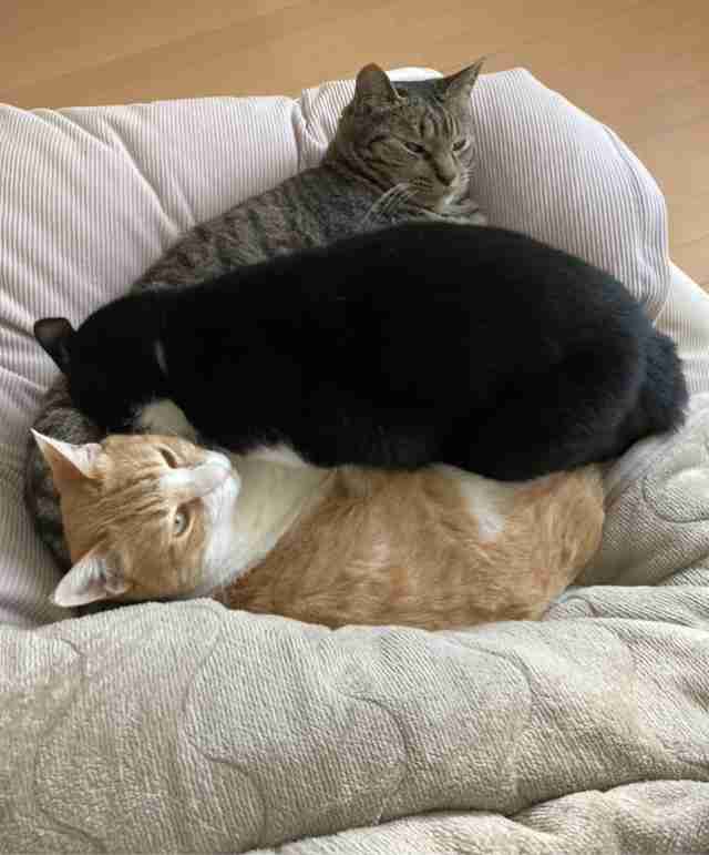 2022年2月22日はスーパー猫の日