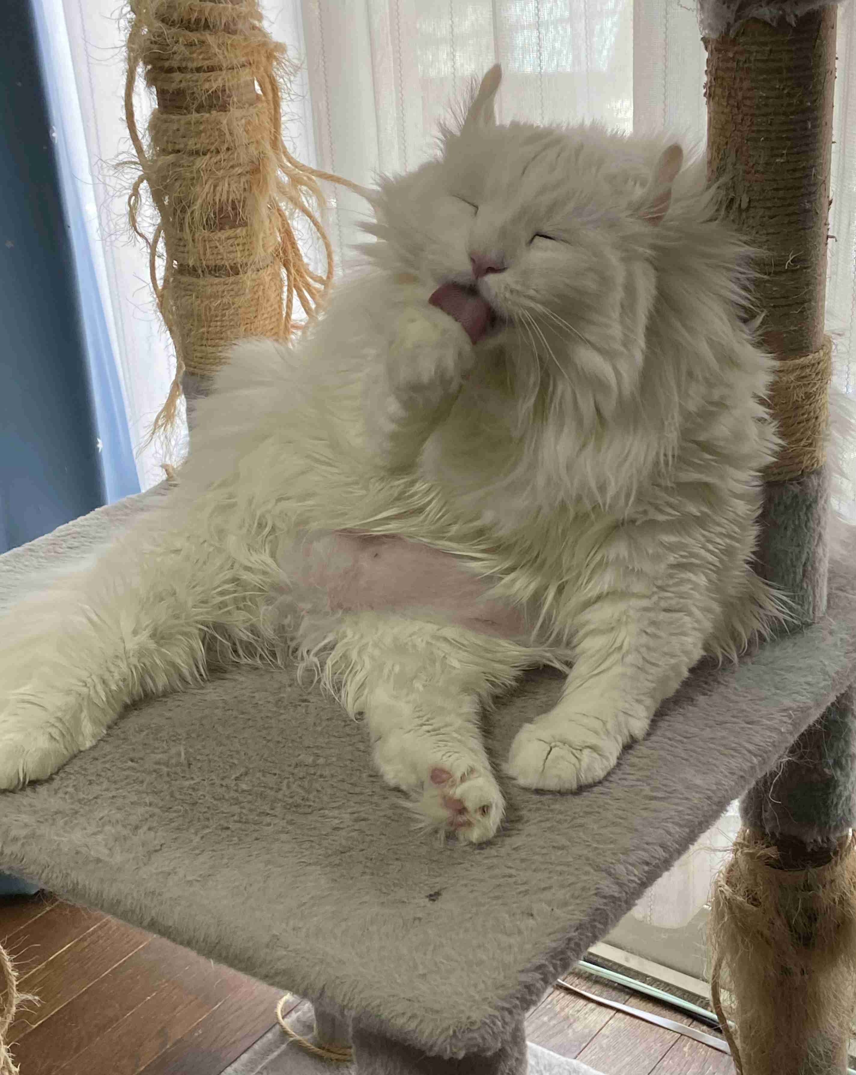 2022年2月22日はスーパー猫の日