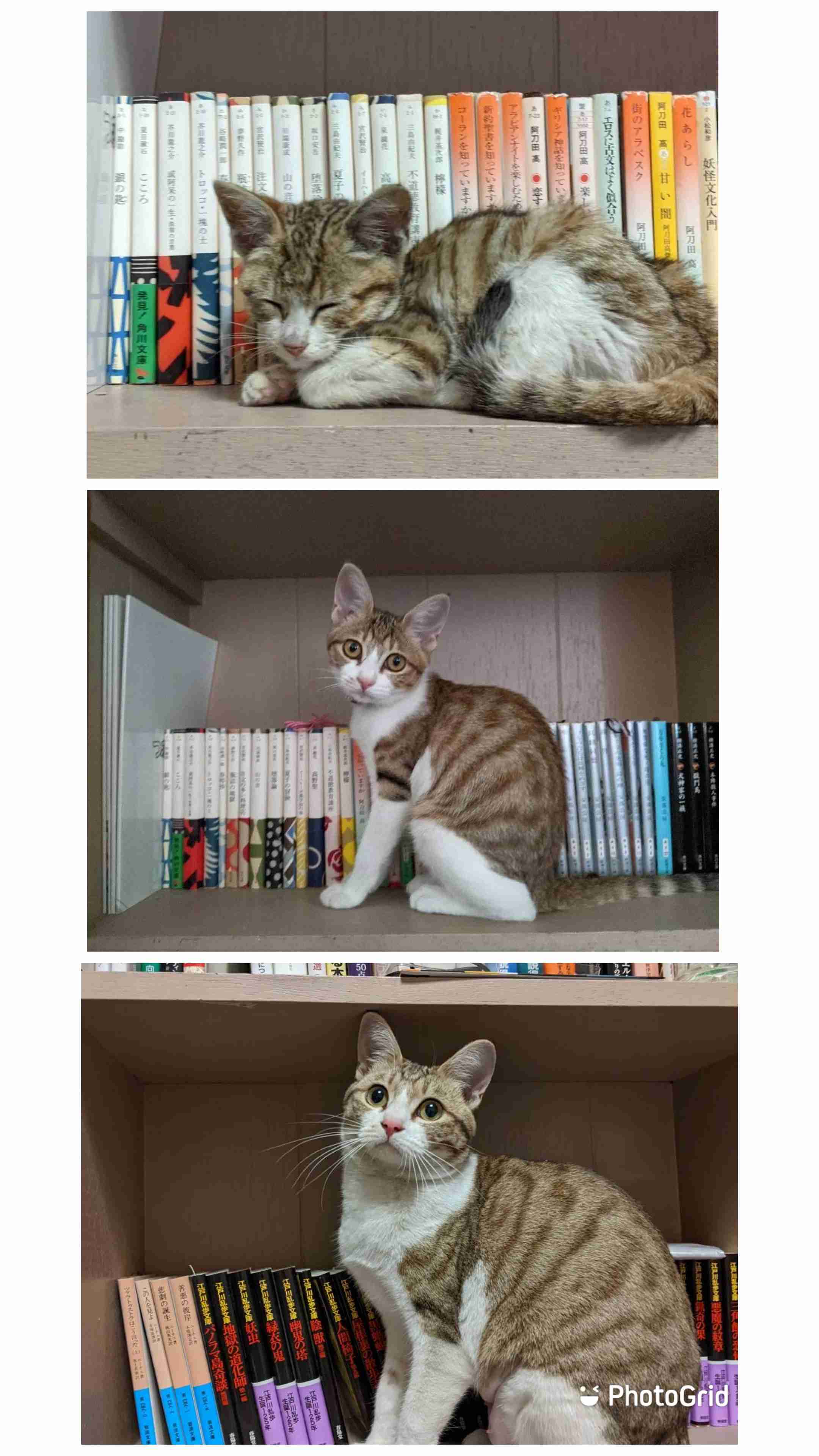 2022年2月22日はスーパー猫の日