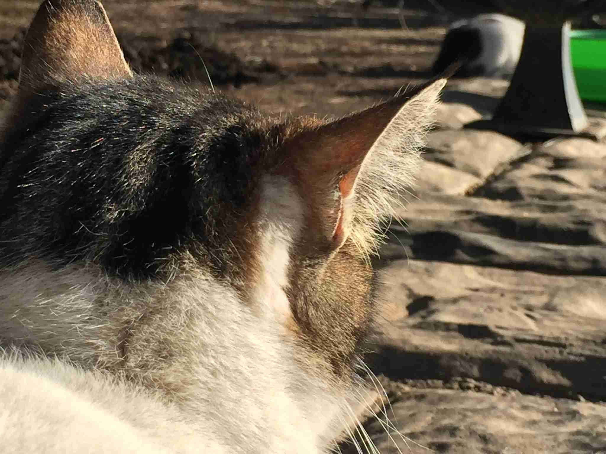 2022年2月22日はスーパー猫の日