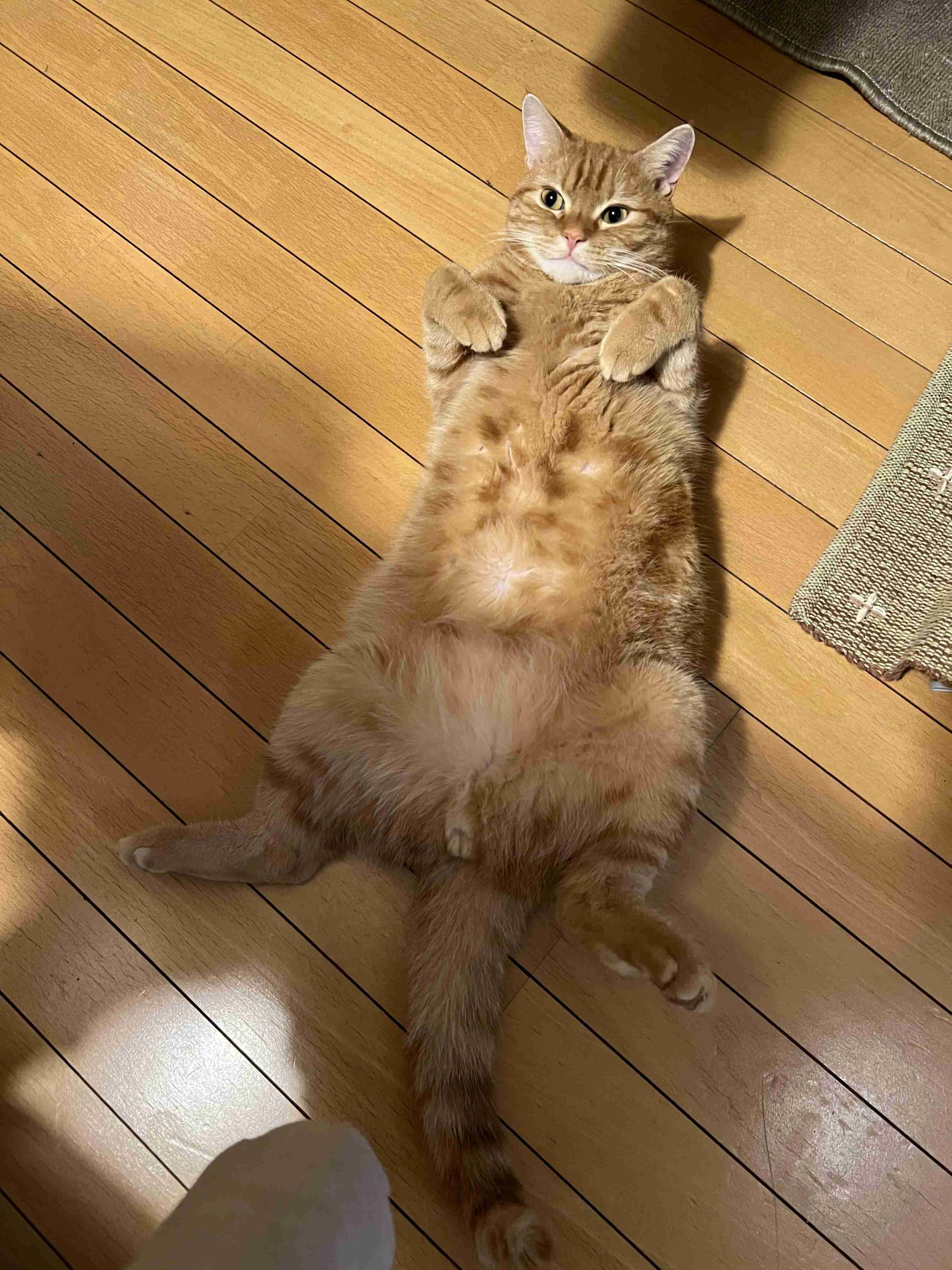 2022年2月22日はスーパー猫の日