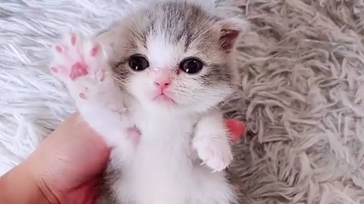 2022年2月22日はスーパー猫の日