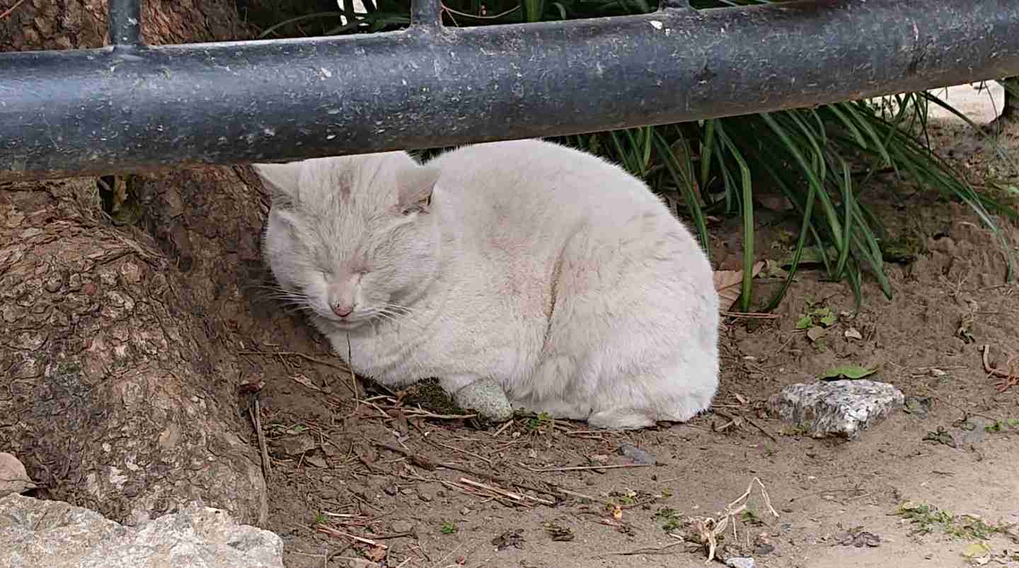 2022年2月22日はスーパー猫の日