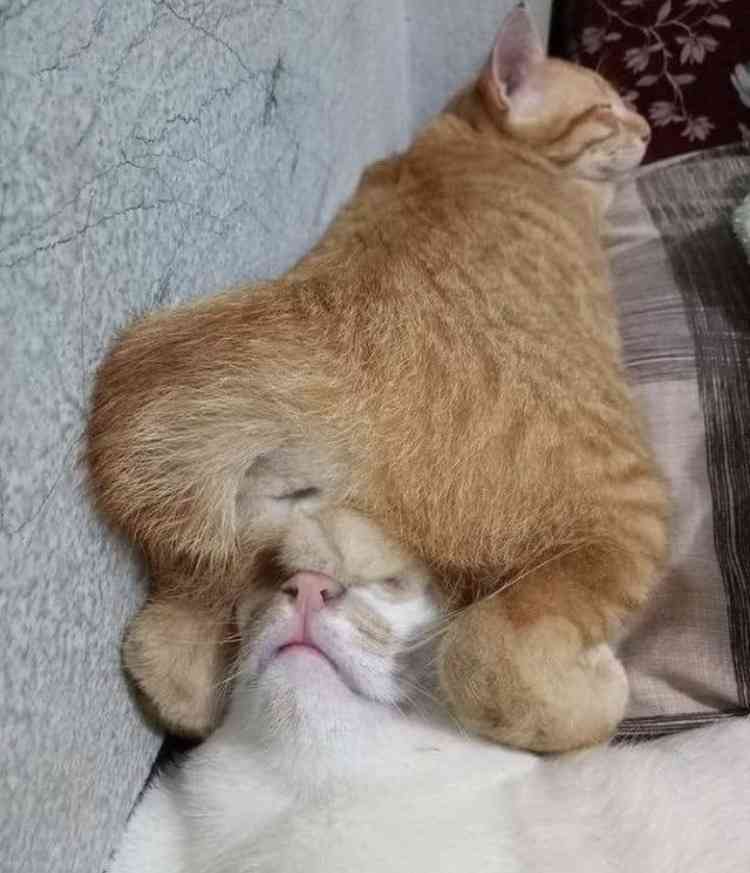 2022年2月22日はスーパー猫の日