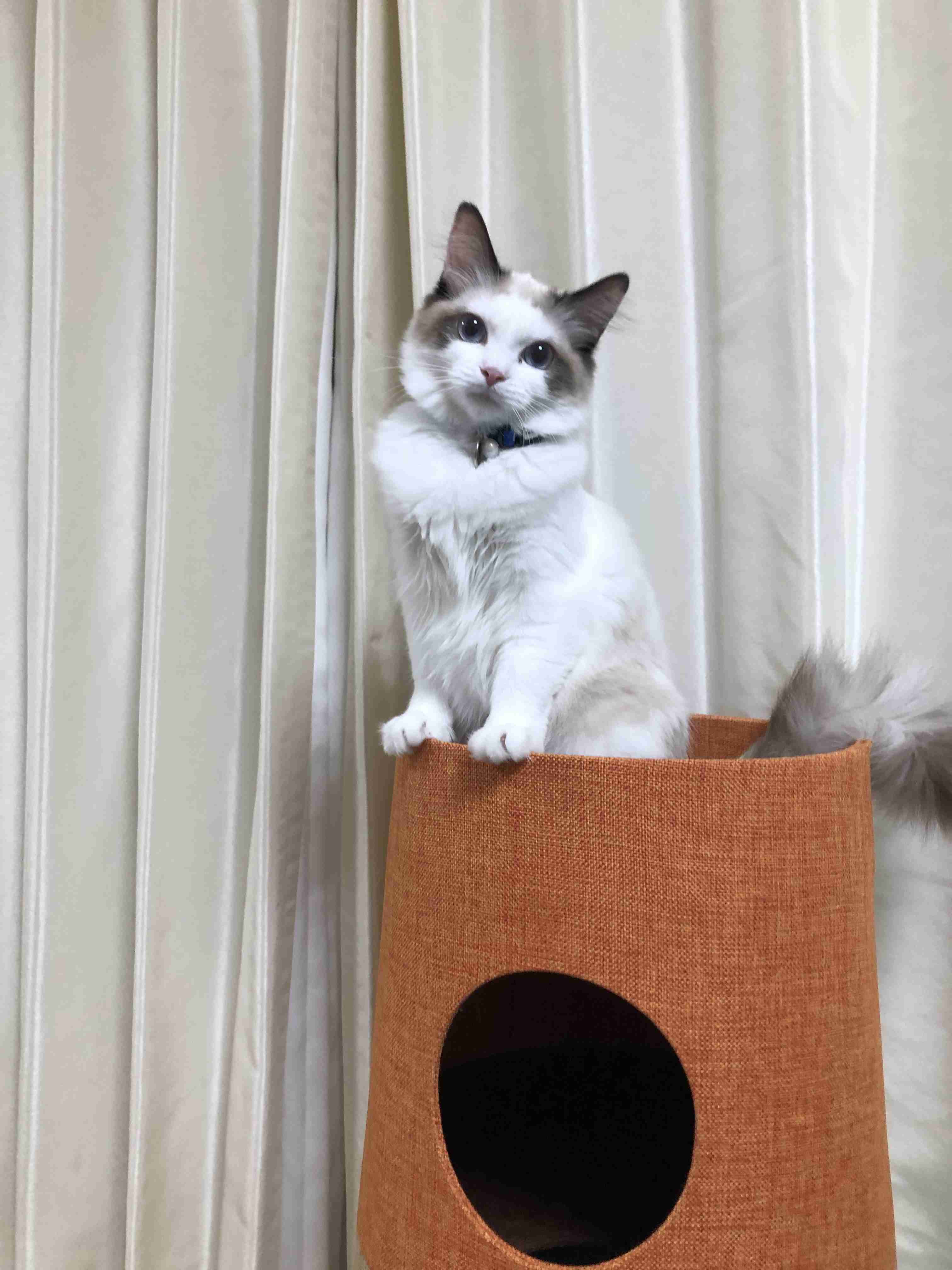 2022年2月22日はスーパー猫の日