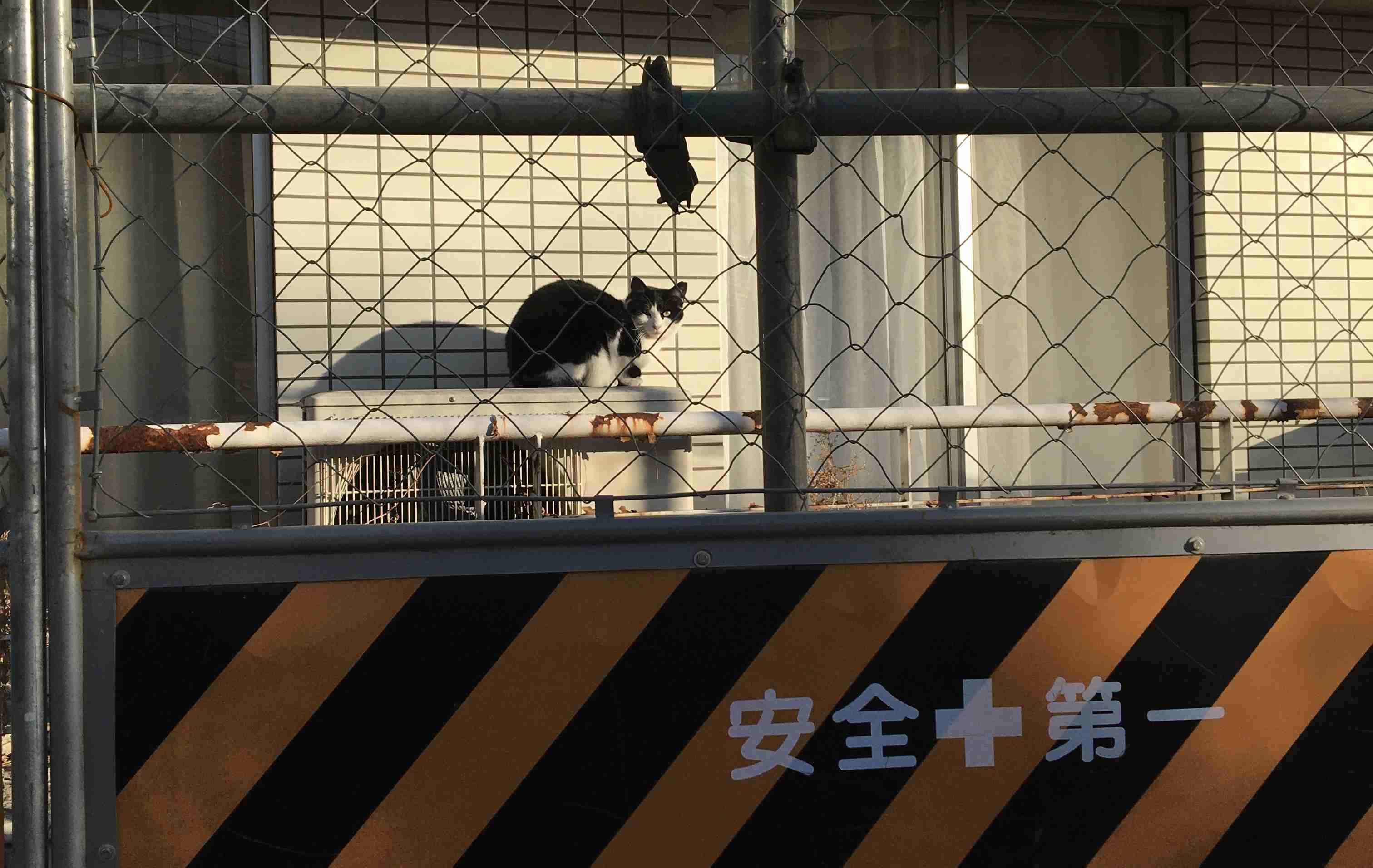 2022年2月22日はスーパー猫の日